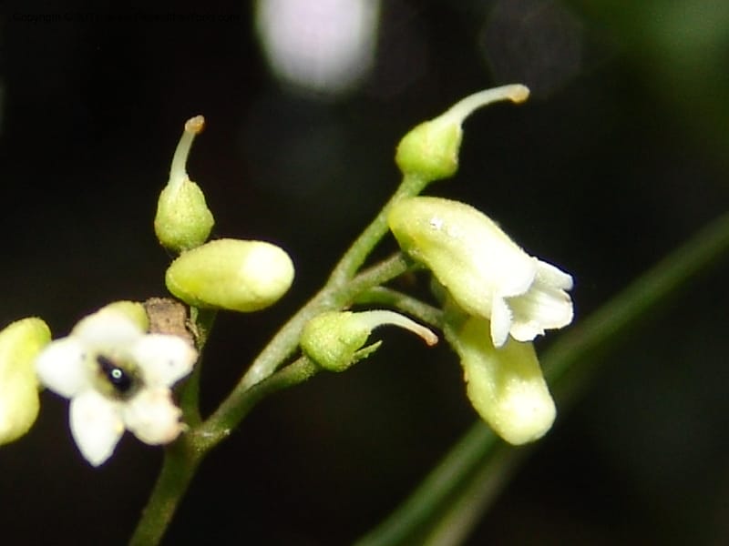 Shuaria ecuadorica, Neill 15912--Ecuador. Prv. Zam. Ch. C del Condor. Wawaime plot. 22 Sep 07. 214 (19).jpg