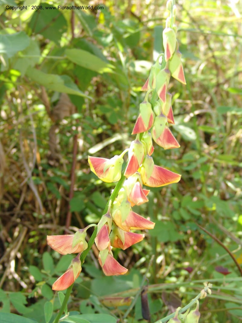 Crotalaria, GWalters1679--Gabon. Prov. Estuaire. Bambuchine, E of Libreville. 17 Apr 06. 001.jpg
