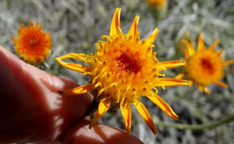 Adenophyllum cooperi, Davidson, C 13174--California, Mojave Nat'l Pres., 23 Apr 2016  8421 (8).JPG