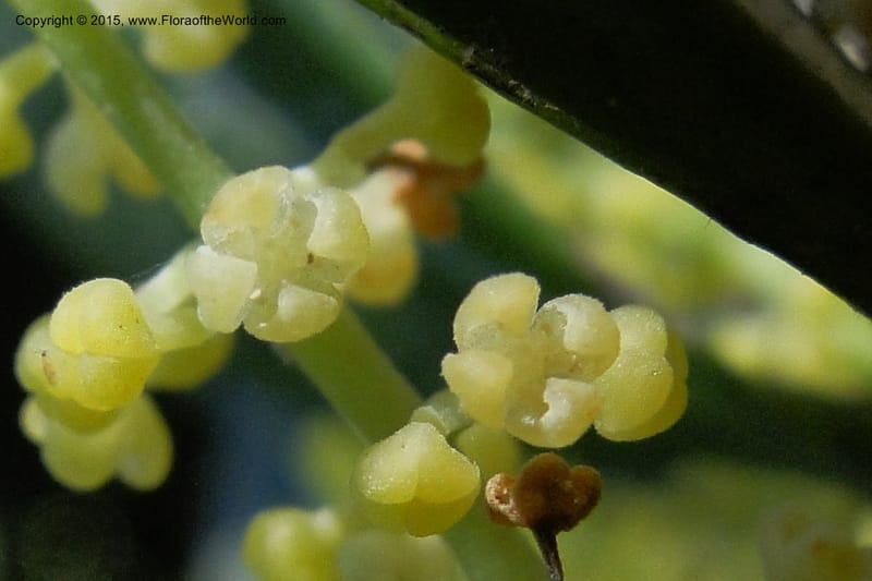 Chionanthus, Regalado 1840--Viet Nam. Bach Maa. 9 May 2011. 133 (4).jpg