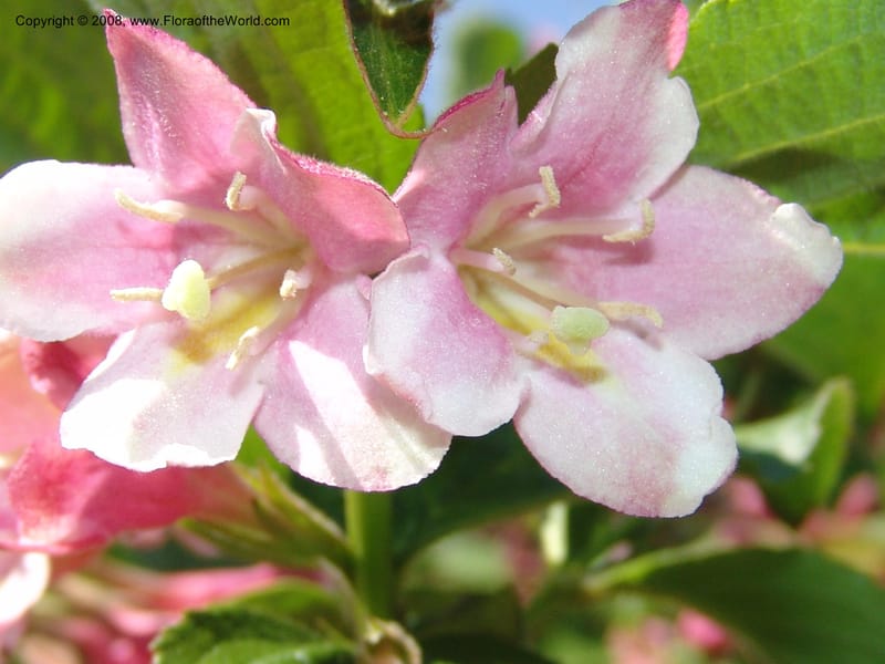 Weigela praecox--France. Nancy. Jard. Bot. Montet. 1 May 05. 078.jpg