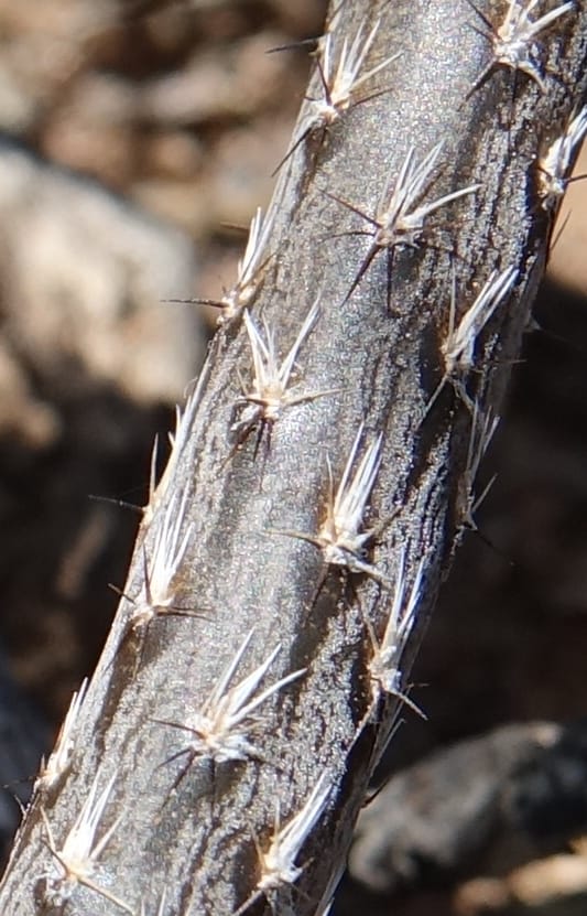 Pterocactus tuberosus--Argentina. Hwy 150, S of Ischigualasto. 7 Feb 2018. DSC09263 (77).JPG