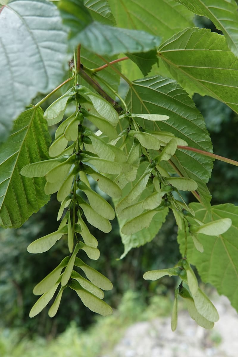 Acer davidii subsp. davidii, D. Boufford 44106--China. Yunnan. Lao jun Shan. 30 Apr 2018. DSC00424 (414).JPG