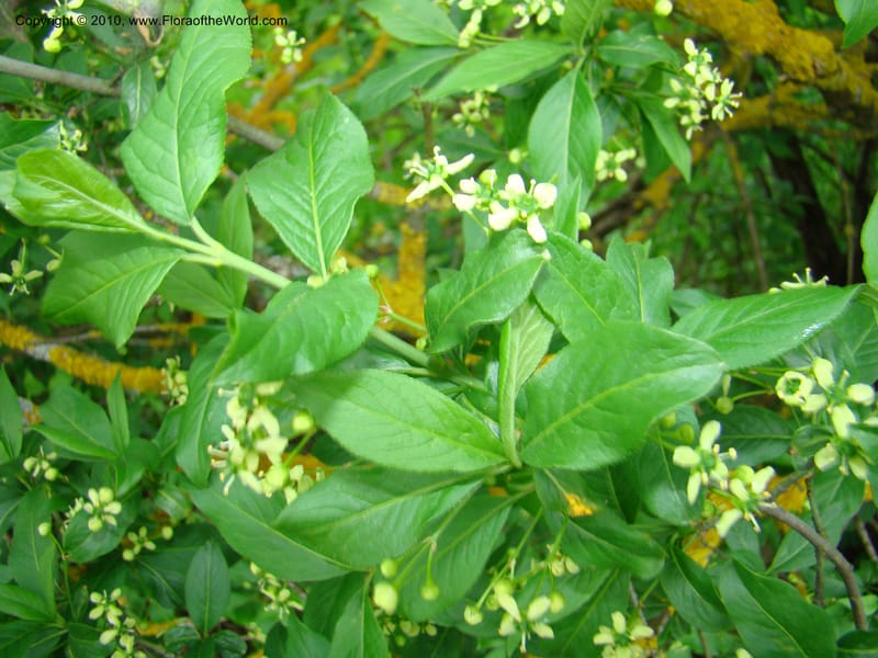Euonymus europaeus, C. Davidson 11171--Slovenia, Notranjska Region, Meadow near Planina and Unica River, 16 May 2008. 067 (2).jpg