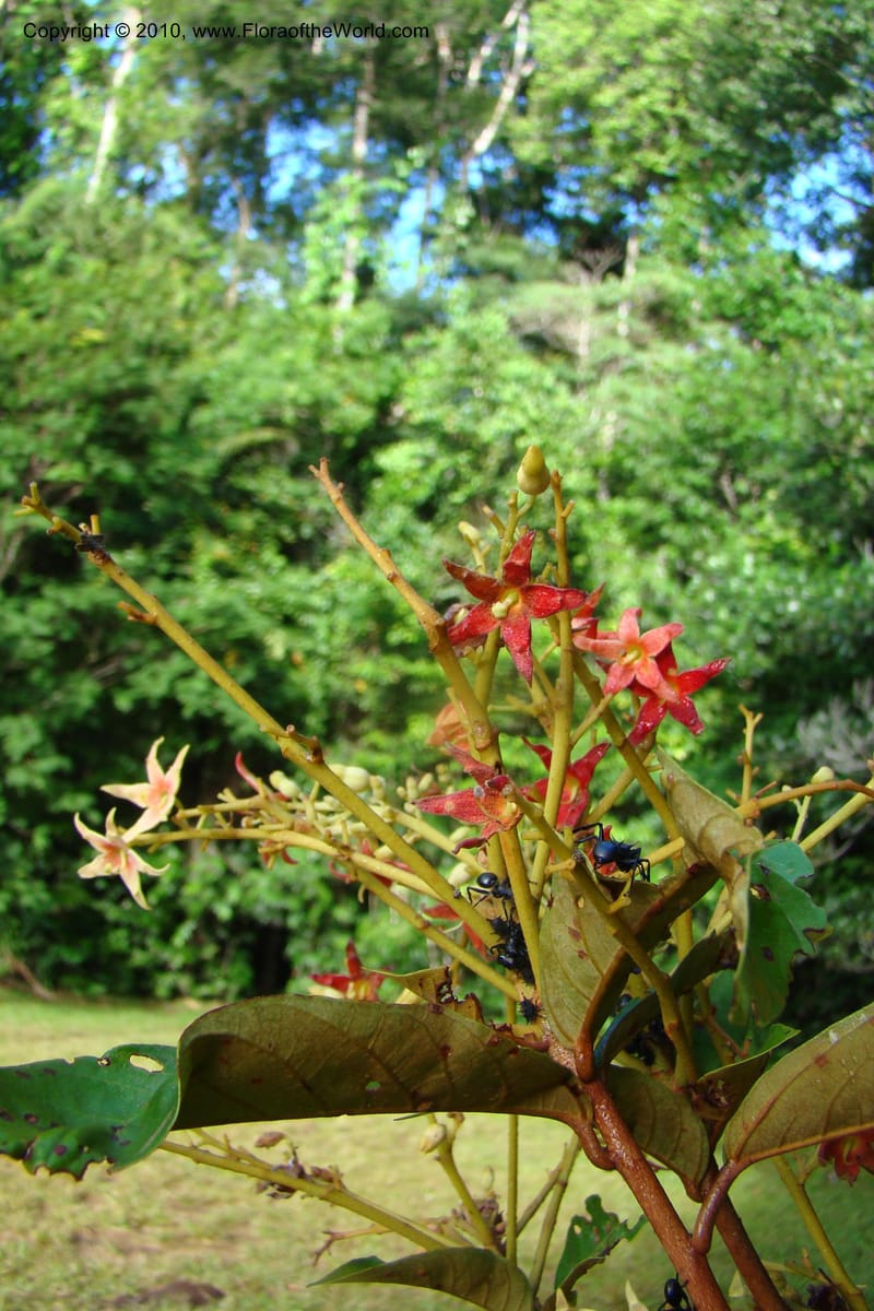 Sterculia villifera, Mori, 27339--French Guiana. Les Nouragues Station. 27 Oct 09. 042.jpg