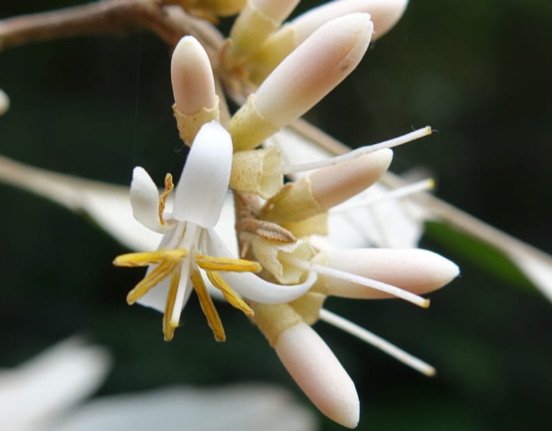 Styrax suberifolia, Chung Kuo-Fang 3354--Taiwan. Wulai Distr. Wulai village. Chia Jiao Liao. 19 May 2016.  (45).JPG