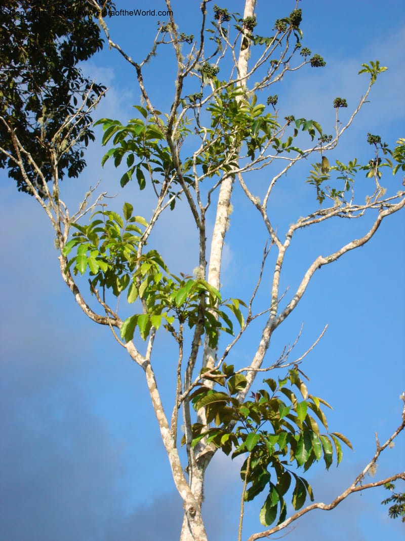 Zanthoxylum...DN15865,Ecuador.Prov.ZamoraC.Rio Wawaime Valley19Sep2007 040.jpg