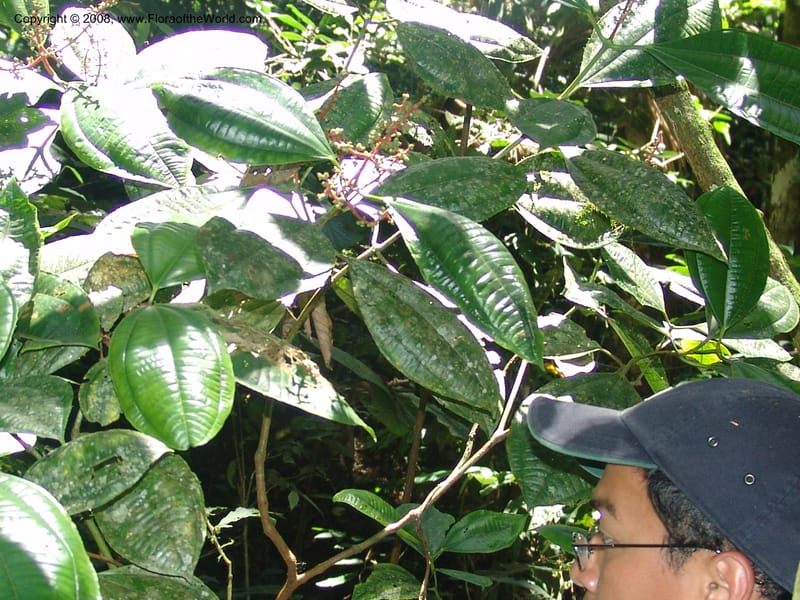 Miconia affinis, AAMurakami1253--Bolivia. Pq. Nac. Madidi. Chalalan. Send. Anta. 30 Nov 04. 275.jpg