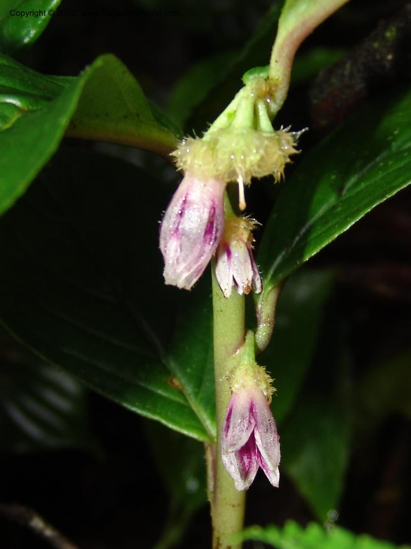 Cuatresia, Croat 95769--Ecuador. Maquipucuna Biol. Res. Send. del Rio. 13 Mar 06. 110 (14).jpg