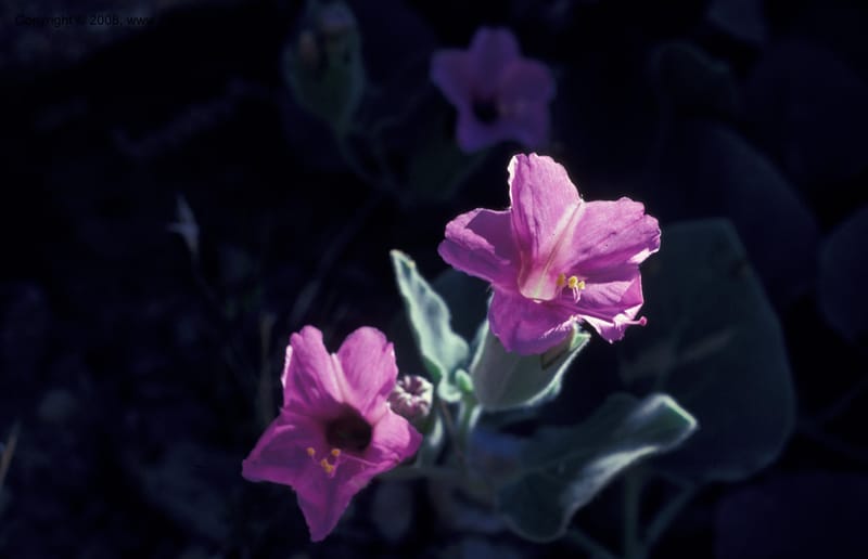 Mirabilis multiflora v pubescens, CDavidson8001--CA. Inyo Co. Panamint Mts., Johnson Can. 17 May 79. 003.jpg