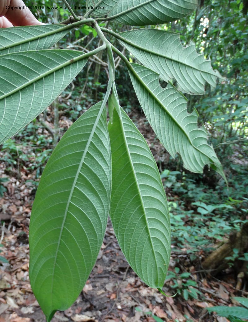 Praravinia creaghii, Davidson, C 12669--Sabah. Danum Valley. 4 Oct 2014. DSC01741 (57).JPG