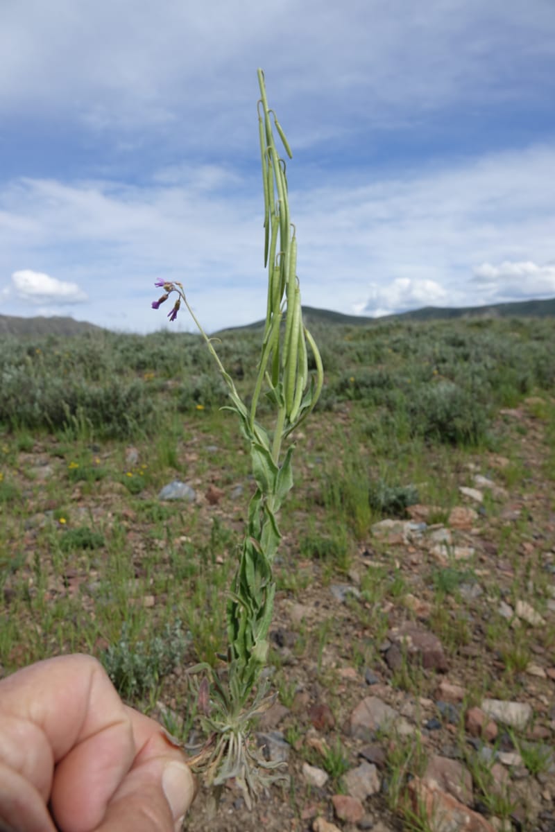 Boechera holboellii var. retrofracta, C. Davidson 13554--ID. Blaine Co. Rock Creek Preserve. TNC. 13 May 2017. DSC00171 (284).JPG