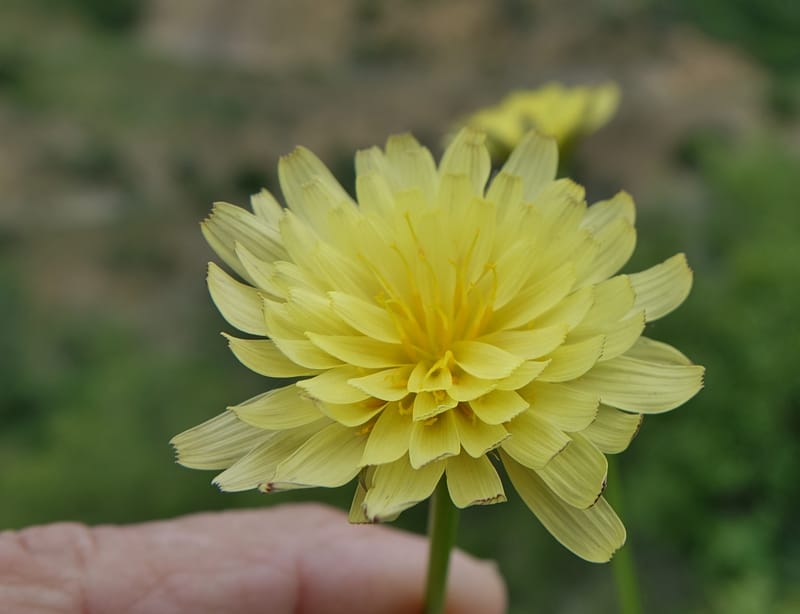 Microseris nutans, C. Davidson 13583--ID. Boise Co. Scott Mtn. L.O. Rd. 25 May 2017. DSC00708. JPG (235).JPG