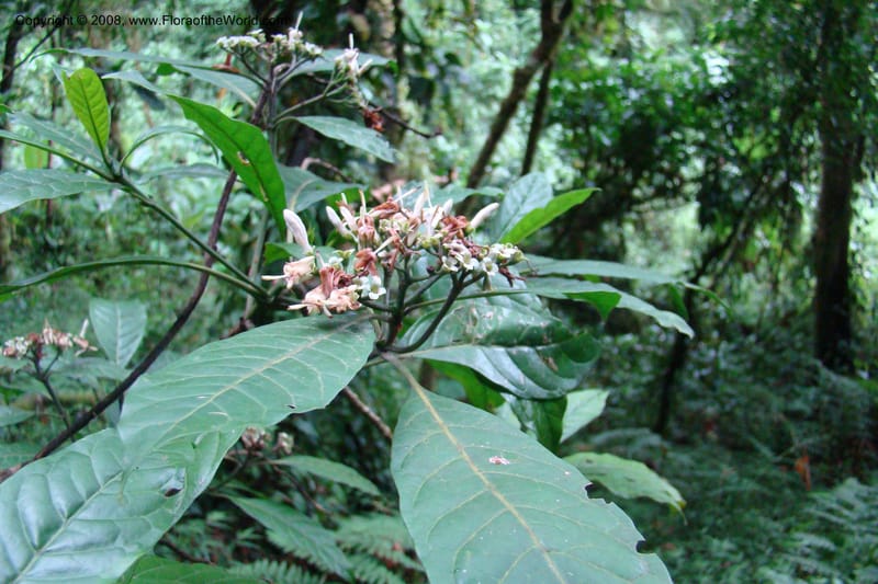 Pavetta hymenophylla, WKindeketa2985--Tanz. Rungwe Distr. Rungwe For. Res. 24 Jan 08. 179.jpg