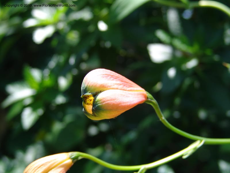 Bomarea--Ecuador. Jardin Botanico de Guayaquil. 20 Mar 06. 096.jpg