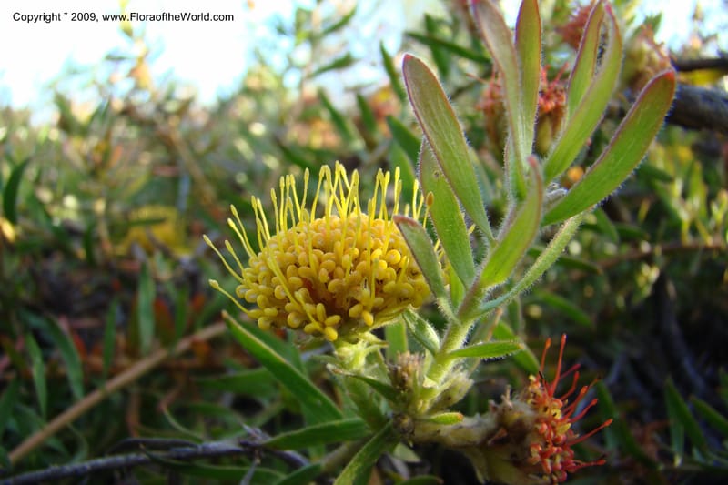 Leucospermum, Z. Rogers 1259--So. Africa. W. Cape. E of Stanford, Hermanus Rd. 19 Jan 09. 025.jpg
