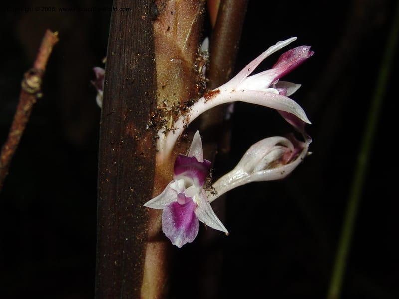 Calathea metallica, Croat94455--Ecuador. Prov. Pichincha. Res. Guaycuyacu. 10 Feb 05.047.jpg