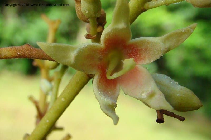 Sterculia villifera, Mori, 27339--French Guiana. Les Nouragues Station. 27 Oct 09. 040.jpg