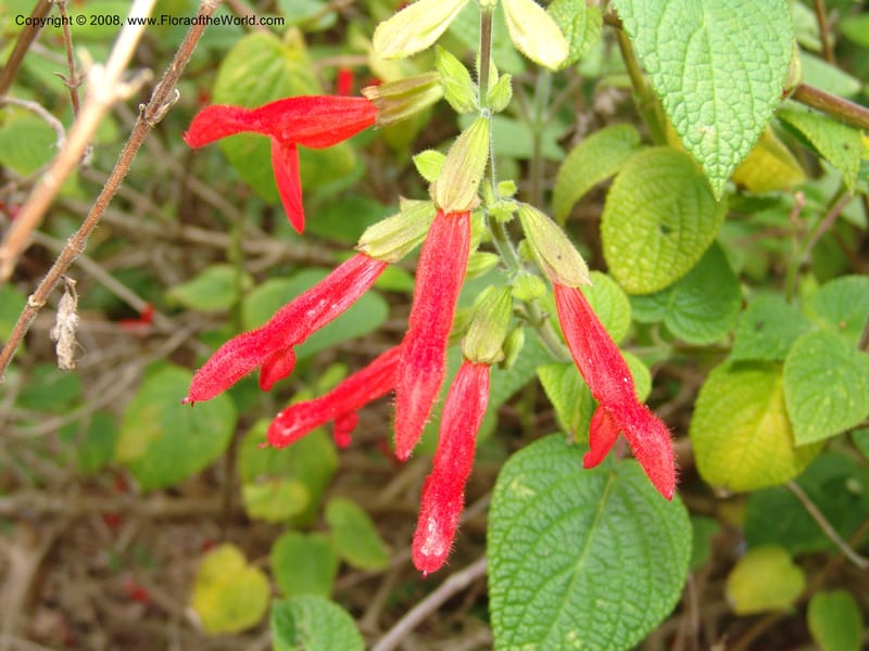 Salvia gesneriflora, 1992.0093--CA. San Francisco Arbor. 3 Jul 07. 133.jpg
