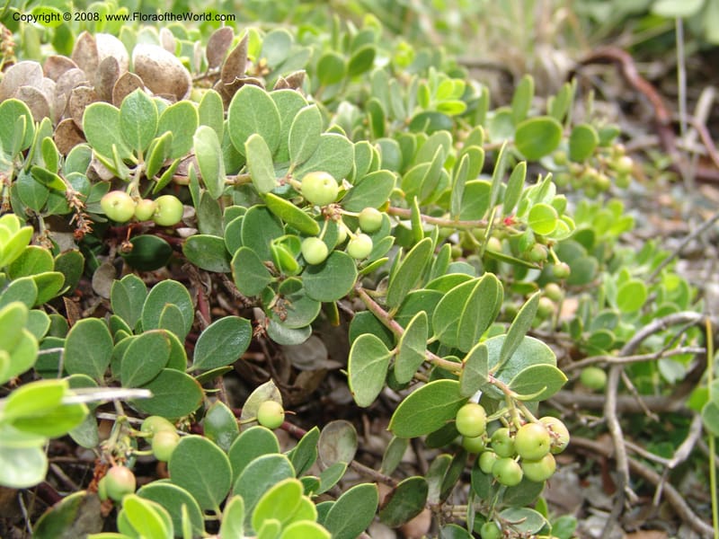 Arctostaphylos hookeri ssp ravenii, 80.0802--CA. UC Berkeley Bot. Garden. 31 May 07. 826.jpg