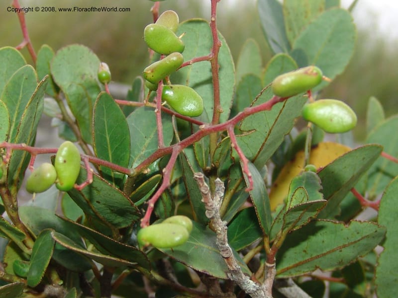 Apodytes abbottii--So.Africa. E. Cape. Umtamvuna Nat. Res. 11 Mch 05. 006.jpg