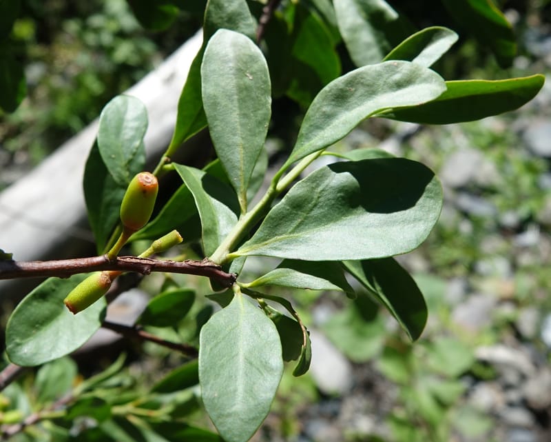 Taxillus delavayi var. delavayi, D. Boufford 43988--China. Sichuan. Yibailingba-gou. 12 Aug 2017. DSC04660 (561).JPG