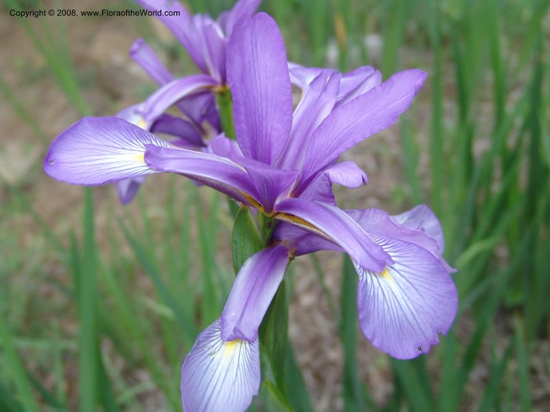 Iris carthaliniae--Georgia. Tbilisi. Central Botanical Garden. 31 May 05. 006.jpg