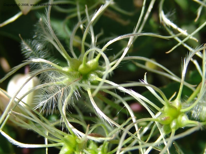 Clematis brachiata--So.Africa. E. Cape. R58 SE of Lady Grey. 10 Mch 05. 060.jpg