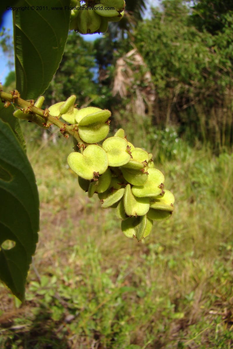 Gouania myriocarpa, Razafindraibe 210--Madagascar. Prov. Fianarantsoa. RN 12. 14 Jan 09. 285 (13).jpg