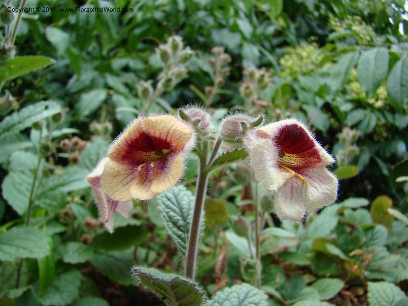 Rehmannia glutinosa, 036937-5607-2002--Canada. BC. Univ. BC Bot. Garden. 27 Jul 08. 007.jpg