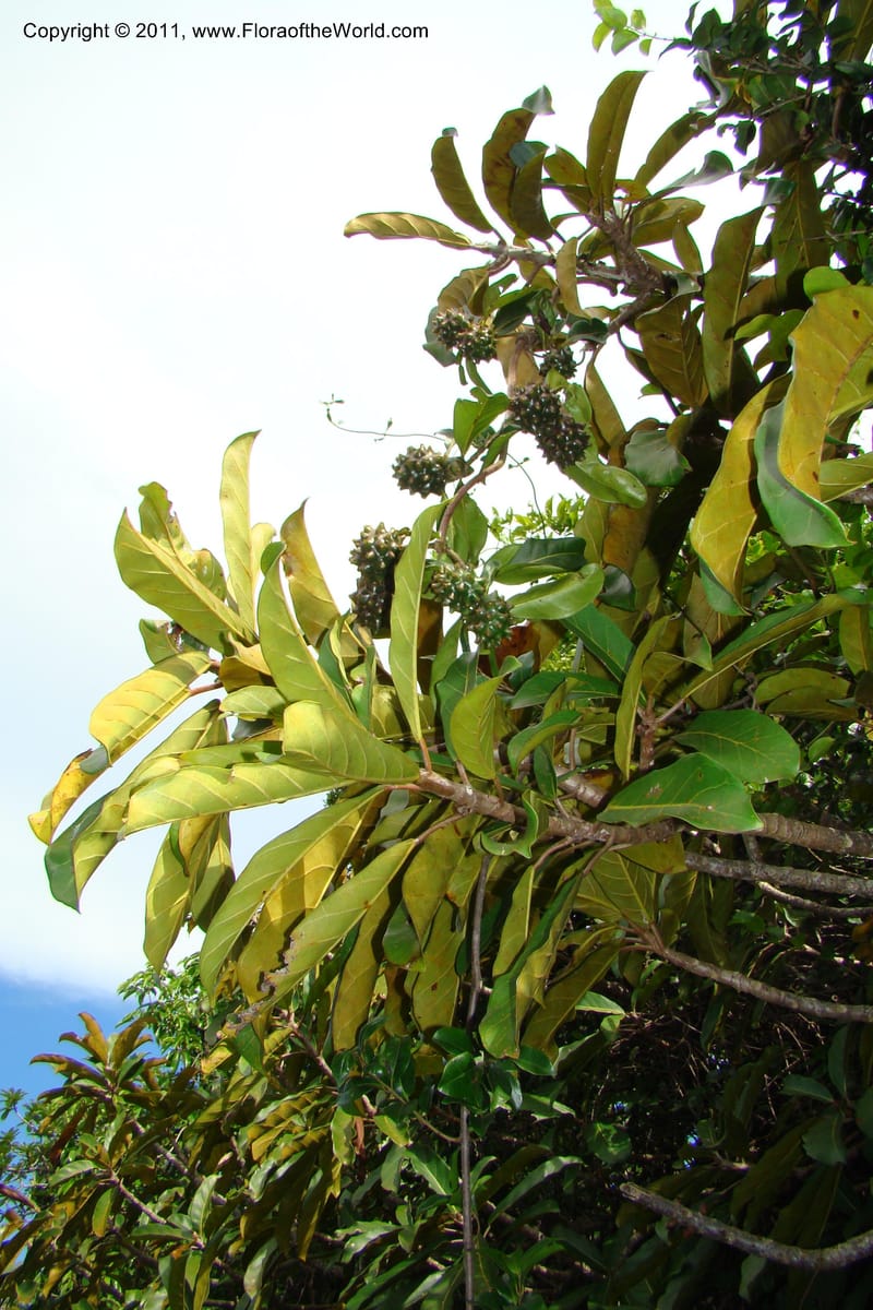 Morinda rigida, Razafindraibe 207--Madagascar. Prov. Fianarantsoa. RN 12. 14 Jan 09. 274 (5).jpg