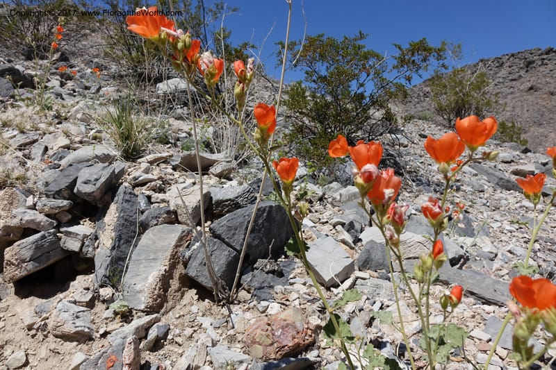 Sphaeralcea ambigua var. rugosa, Davidson, C 13113--California. Inyo Co. N. Death Valley Rd. Stop 1. 18 Apr 2016.  (20).JPG