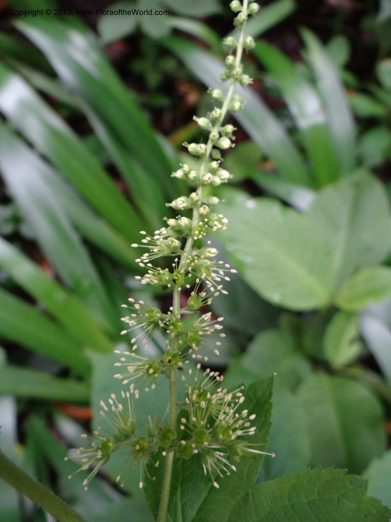 Astilbe grandis, Davidson, C 11953--China. Zhejiang Priv. Tian Mu Shan. 31 May 2012. DSC00927 (96).JPG