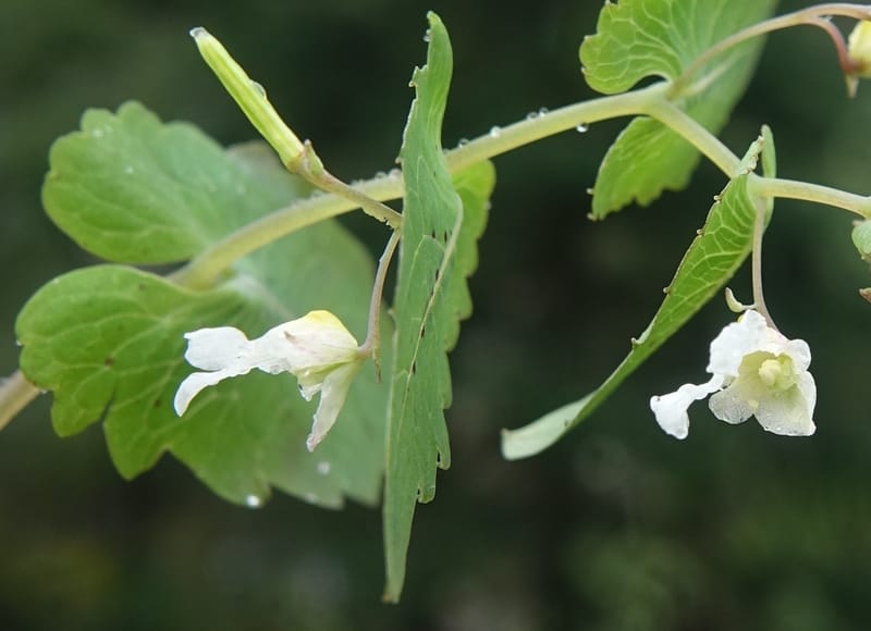 Impatiens apsotis, C. Davidson 13746--China. Yunnan. Tianbao Shan. 10 Aug 2017.  (182).JPG