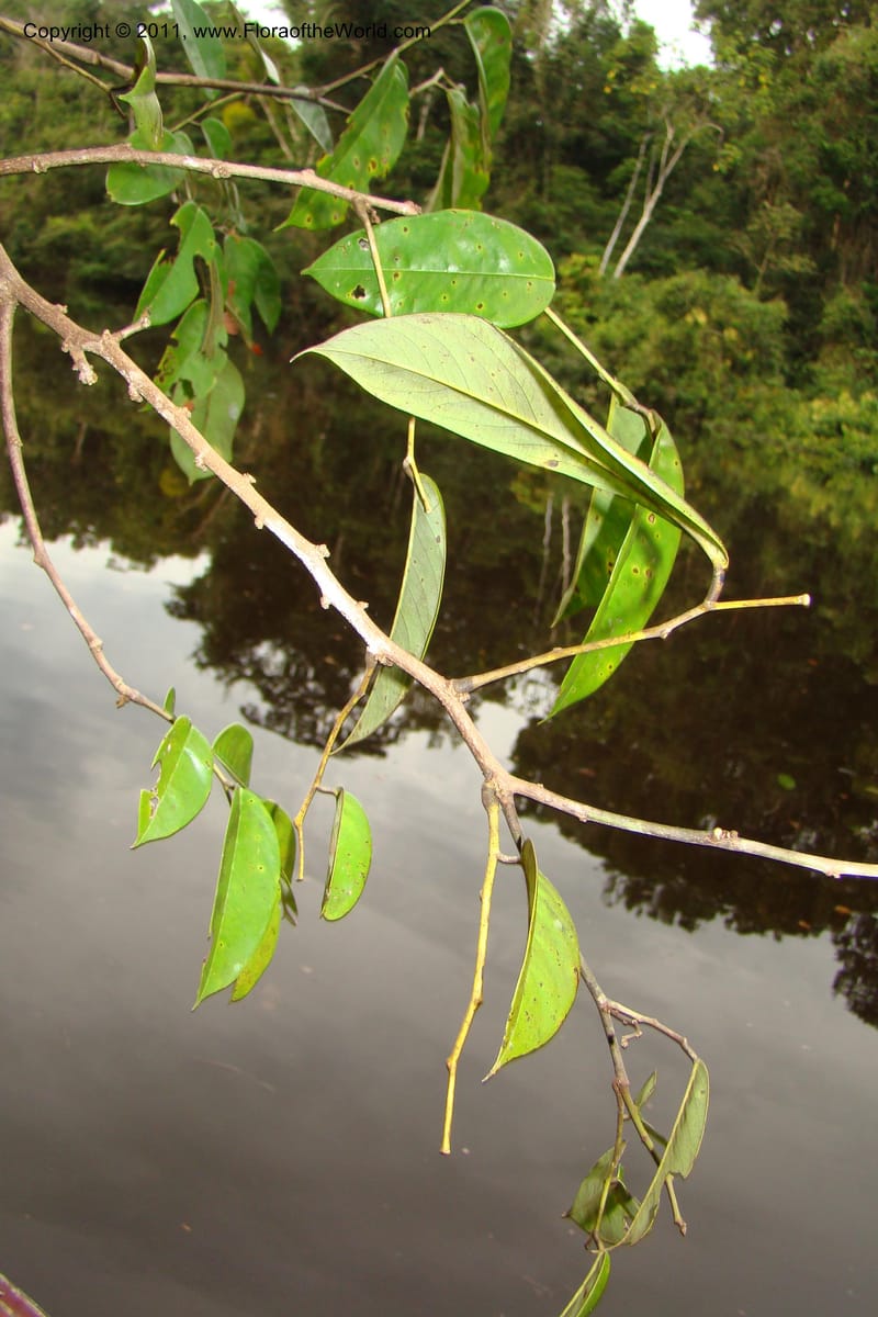 Dalbergia, RVasquez34833--Peru. Loreto. Dist. Nauta. Qbda Nawapa, Rio Tigre. 11 Nov 08. 917.jpg