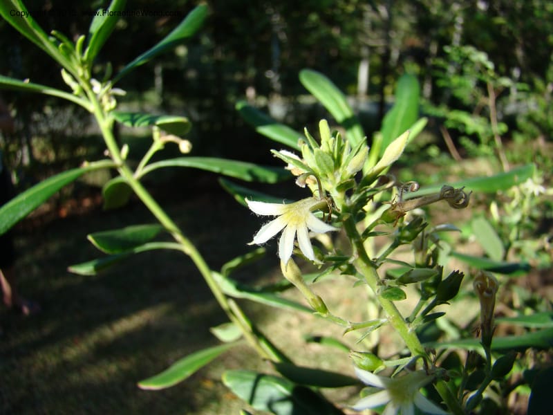Scaevola montana--N.Caled. Parc Zool. & Forest., Noumea. 10 Nov 07. 036.jpg
