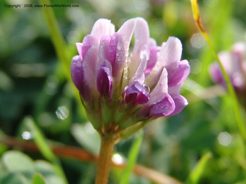 Trifolium burchellianum cf--Kenya. Brooks Bond Tea Estate, Kericho. 10 Jul 04. 095.jpg