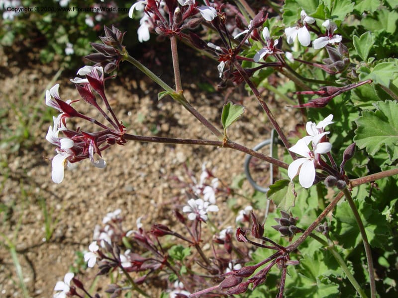 Pelargonium odoratissimum--Spain. Barcelona Botanic Garden. 19 Apr 04. 187.jpg
