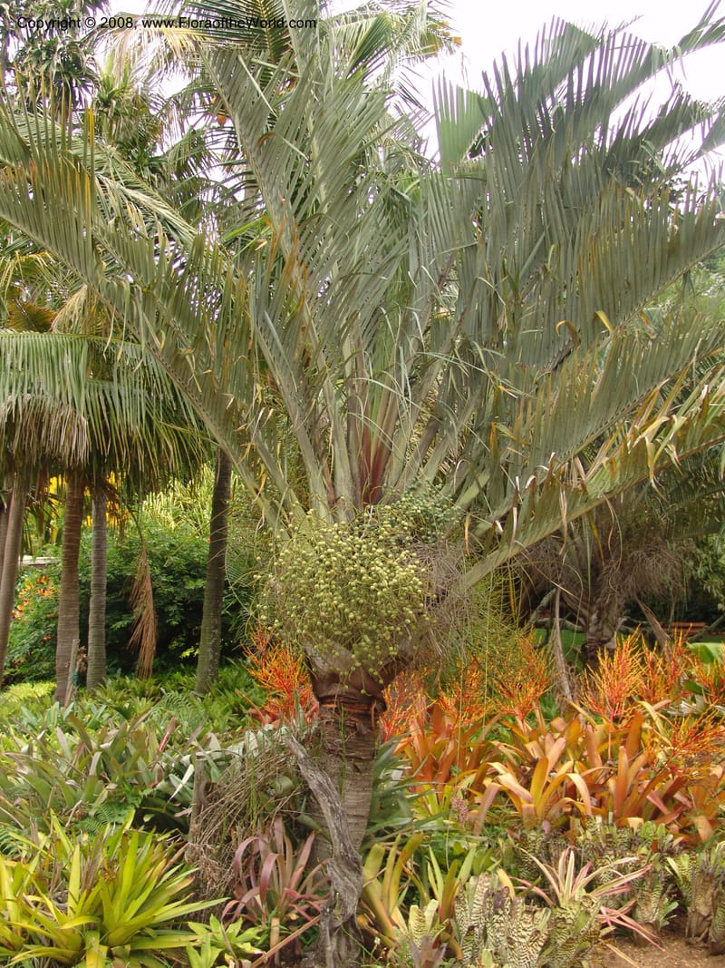 Dypsis decaryi--So. Africa. Durban Bot. Garden. 14 Mch 05. 019.jpg