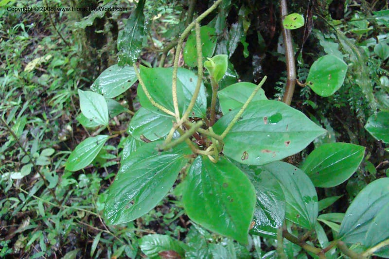 Peperomia fernandopoiana v. butaguensis, WKindeketa2972--Tanz. Rungwe Distr. Rungwe For. Res. 24 Jan 08. 074.jpg