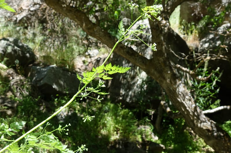 Anthriscus caucalis, C. Davidson 13580--ID. Idaho Co. Salmon R. Rd. E of Riggins. 24 May 2017. DSC00708. JPG (165).JPG