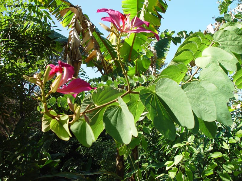 Bauhinia blakeana--FL. Orange Co. Harry Leu Garden. 5 Jan 03. 063.jpg