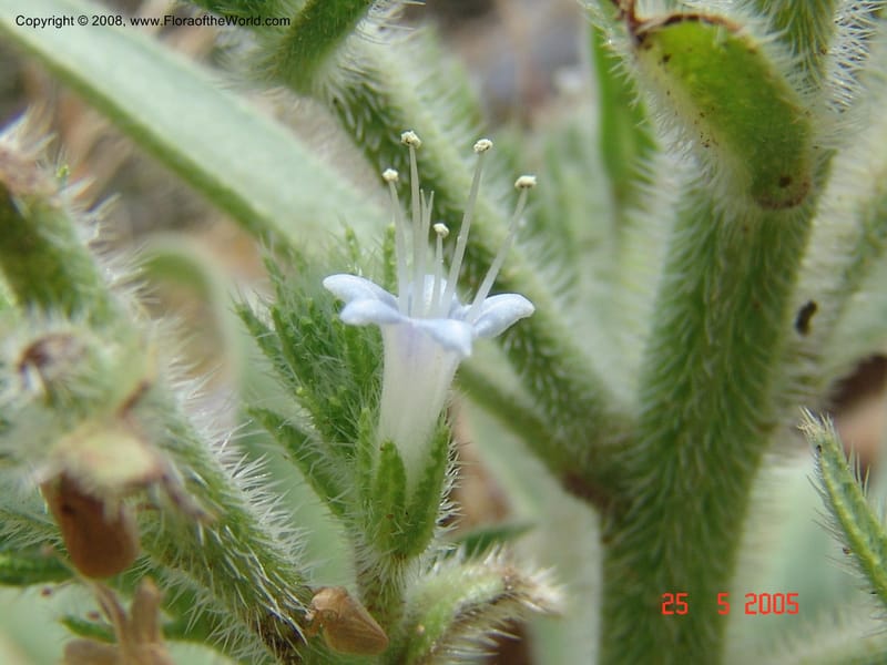 Echium italicum ssp biebersteinii--Crete. Ep. Kisamos. Sirikari Gorge. 25 May 05. 465.jpg