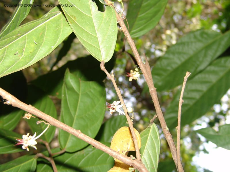 Theobroma cacao, AAraujoM2977--Bolivia. N of Apolo. Rio Machariapu. 18 Sep 06.   369.jpg