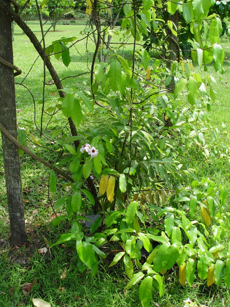 Strophanthus gratus--Cameroon. Limbe Botanic Garden. 4 Dec 03. 159.jpg