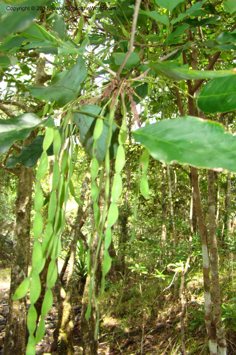 Arthroclianthus, M. Callmander 764--New Caledonia. Upper Tene River Valley. 19 Jan 2010. 377 (40).jpg