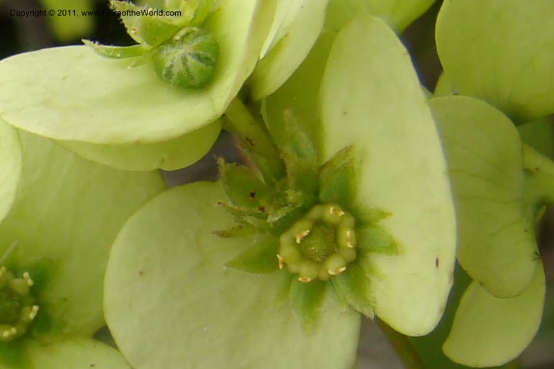 Homalium involucratum, Razafindraibe 190--Madagascar. Prov. Fianarantsoa. RN 12. 14 Jan 09. 019 (10).jpg