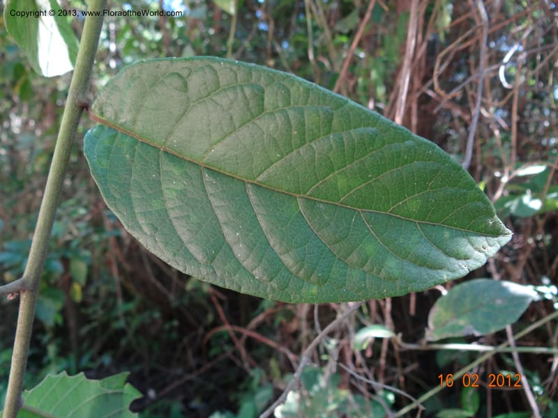 Vernonia sp. unk., Martinez-Melendez, M 421--Mexico, Chiapas, Palenque 16 Feb 2012  3009 (10).JPG