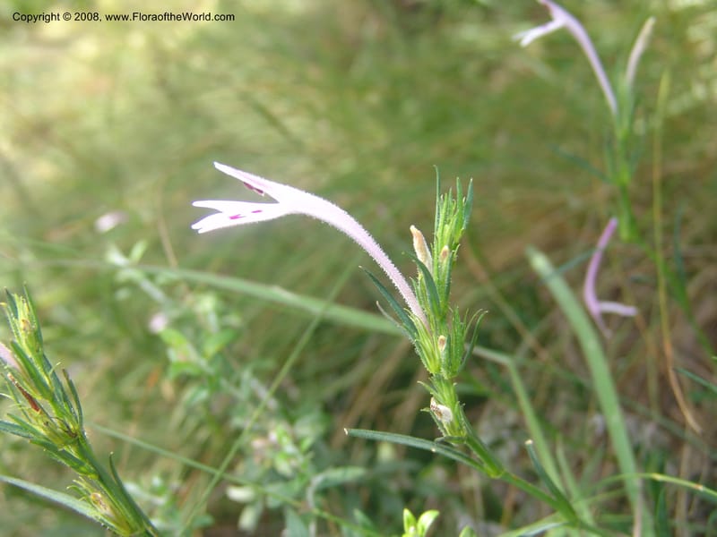 Siphonoglossa linifolia--So.Africa. Mpumal. Moodie Mts.  18 Mch 05. 065.jpg