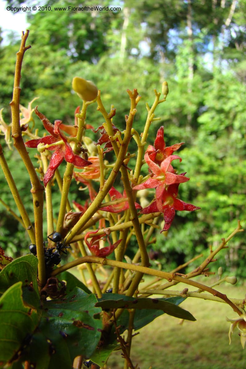 Sterculia villifera, Mori, 27339--French Guiana. Les Nouragues Station. 27 Oct 09. 025.jpg